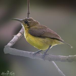 Cinnyris ornatus