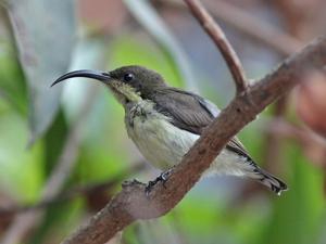 Cinnyris lotenius