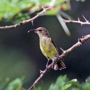 Cinnyris venustus falkensteini