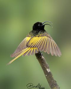 utils/thumbs/Nectariniidae/Drepanorhynchus_NcZDnL2KPvyv7bgmYnxddr.jpg