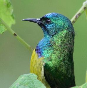 Hedydipna collaris