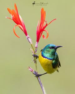 Hedydipna collaris