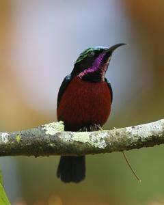 Leptocoma brasiliana