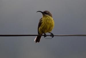 Nectarinia kilimensis