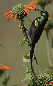 Nectarinia kilimensis