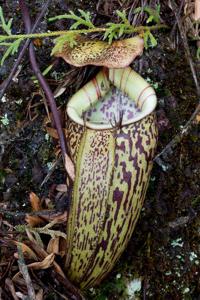 Nepenthes macfarlanei