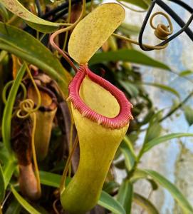 Nepenthes ventricosa