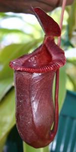 Nepenthes ventricosa
