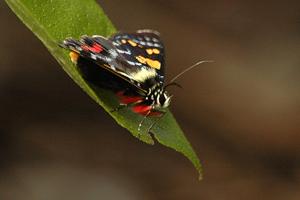 utils/thumbs/Noctuidae/Agarista_WujxXAfRJeFV97quqhEvUg.jpg