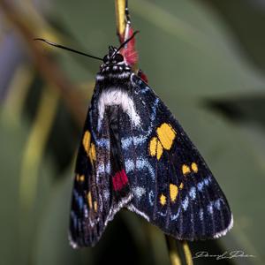 Agarista agricola