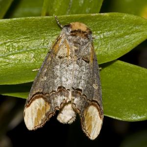 Phalera bucephala