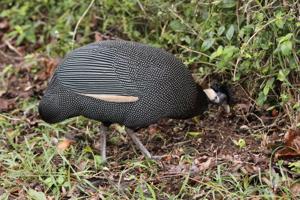 utils/thumbs/Numididae/Guttera_TdXCrS2etbRwLNW6nGLc4s.jpg