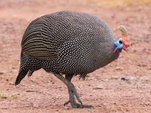 utils/thumbs/Numididae/Numida_FpLm7GS5mtMuyaJzoELWDg.jpg