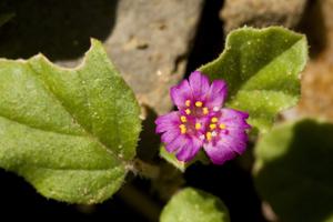 utils/thumbs/Nyctaginaceae/Allionia_5XMtYhNuPF8JZxtKdJgPJ8.jpg