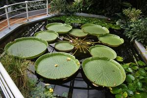 Victoria amazonica
