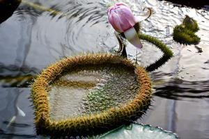 Victoria amazonica