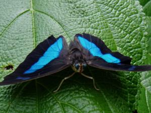 utils/thumbs/Nymphalidae/Archaeoprepona_Y7E8CbiGfrs8ZC2xYsQFmm.jpg