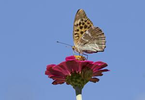Argynnis paphia