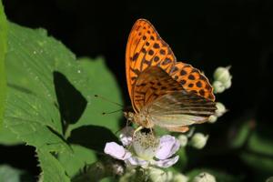 Argynnis paphia