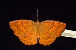 utils/thumbs/Nymphalidae/Ariadne_2VuiVEZnNzrPCtKerDUdxi.jpg
