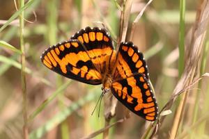 utils/thumbs/Nymphalidae/Byblia_J3iA5QinT2pK4Z9NkMDp5G.jpg