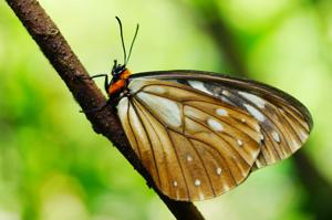 Calinaga buddha formosana