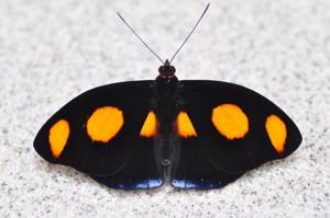 Catonephele numilia