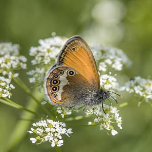 Coenonympha arcania