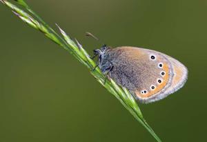 Coenonympha leander