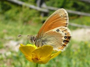 Coenonympha gardetta subsp. darwiniana