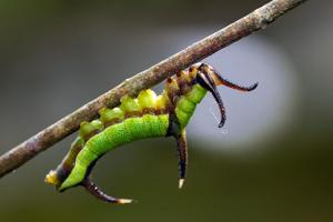 Cyrestis thyodamas formosana