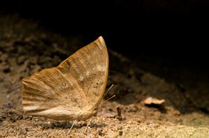 utils/thumbs/Nymphalidae/Discophora_NdkrNabJiDZUbe9aLwRNUm.jpg