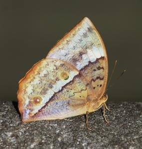 Discophora lepida