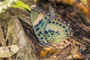 Euphaedra phaethusa  phaethusa 