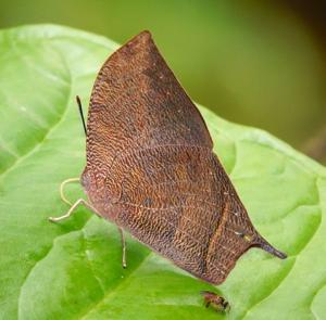 utils/thumbs/Nymphalidae/Fountainea_8ktviH6k74mvAogzWSsDSh.jpg