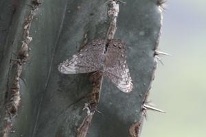 Hamadryas glauconome glauconome