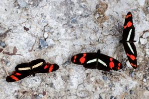 Heliconius telesiphe