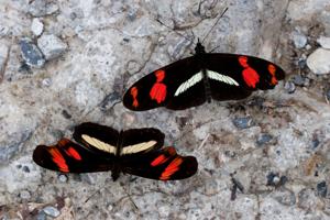 Heliconius telesiphe