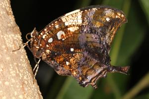 utils/thumbs/Nymphalidae/Hypna_QCbVFhBoidD5ukpvJnJvcm.jpg