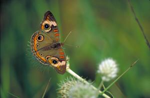 utils/thumbs/Nymphalidae/Junonia_82jHt6L7NTg8Nc8AV4hB6p.jpg