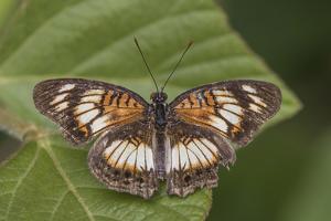 Junonia sophia sophia