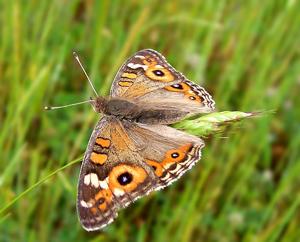Junonia villida