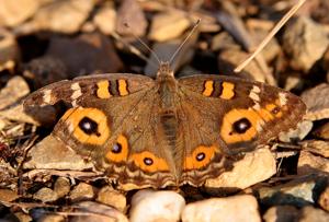 Junonia villida