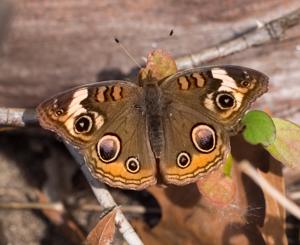 Junonia coenia