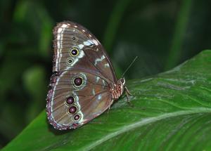 Morpho peleides