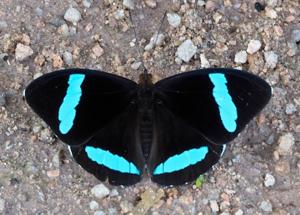 utils/thumbs/Nymphalidae/Nessaea_by2MSEKMtyK43CSd6m5Dyz.jpg