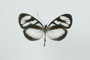 utils/thumbs/Nymphalidae/Oleria_HSTQd7P2dunFkfGTyxxNJr.jpg