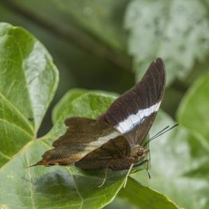 utils/thumbs/Nymphalidae/Palla_dJ8d3coDWE63NyGpmKcRvL.jpg