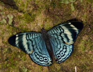 utils/thumbs/Nymphalidae/Panacea_6C8nuSqJvnCrrJFRzYfFY8.jpg