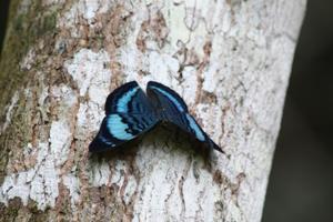 Panacea procilla